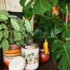 houseplants-carter-wide-mug-06deac-test-houseplant Houseplants Carter Wide Mug
